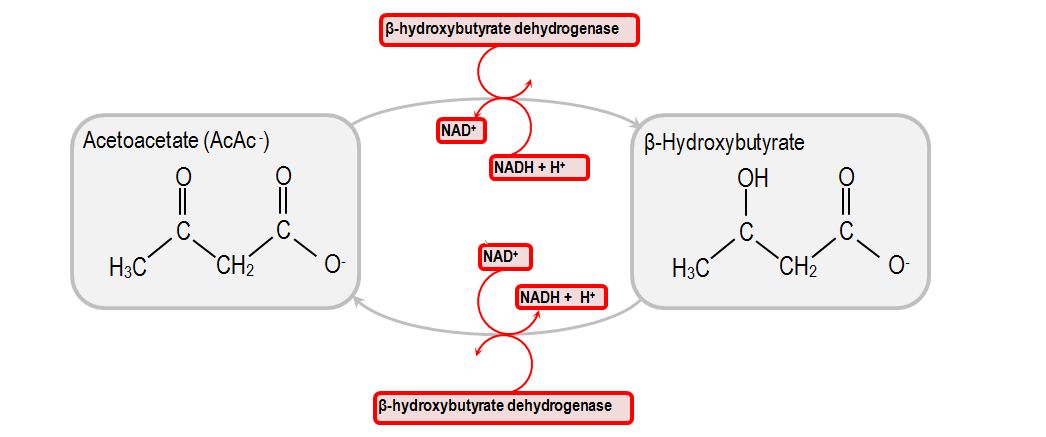 The over production of acidic ketones (like the ones shown above) are ultimately the cause of acidosis in DKA (source)
