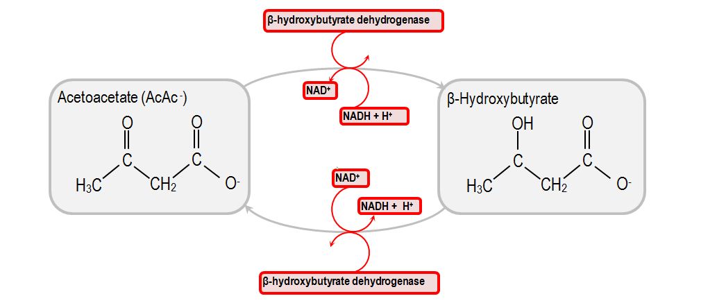 Diabetic Ketoacidosis DKA Stepwards