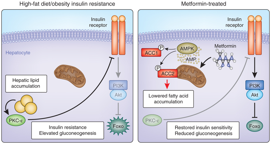 One proposed mechanism of metformin activity (source) 