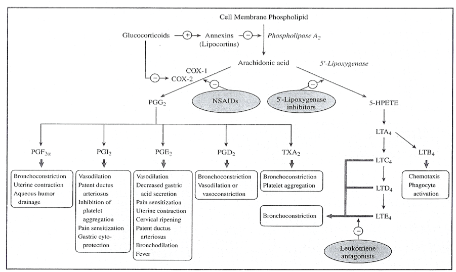 Mechanism of activity of glucocorticoids on the arachidonic acid pathway (source) 