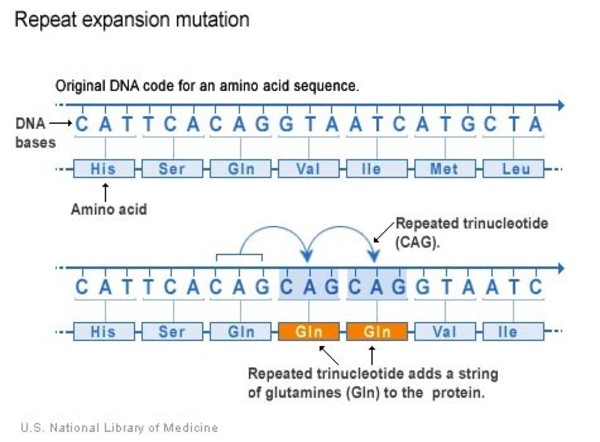 The mutation responsible for HD is a trinucleotide repeat (source)