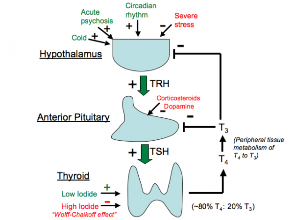 Thyroid hormone signaling pathway (source) 