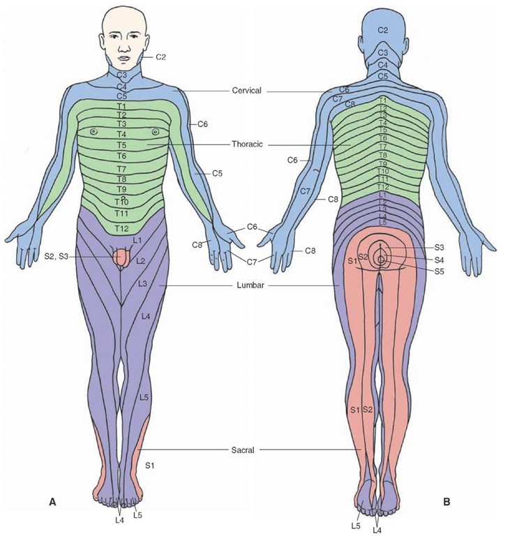 Dermatomal distribution of peripheral nerve sensation (source)