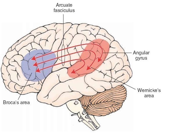 Language centers of the brain (source)