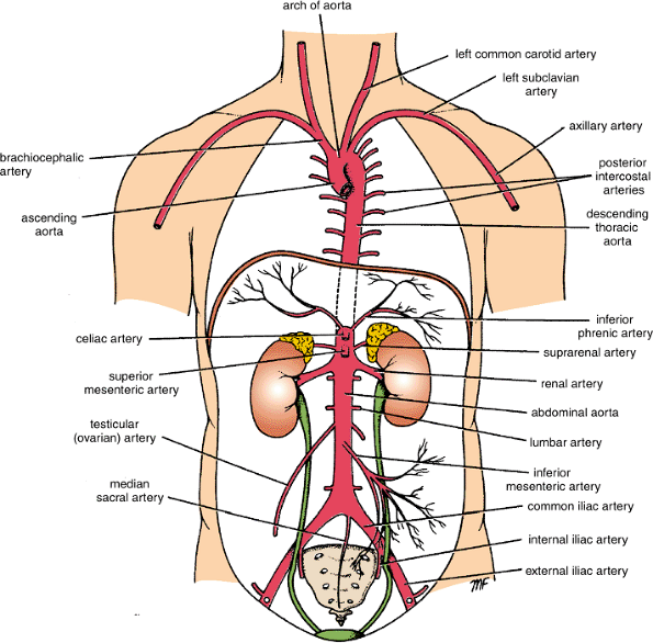 Branches of the aorta (source) 