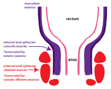 Anatomy/innervation of the anal muscles (source) 