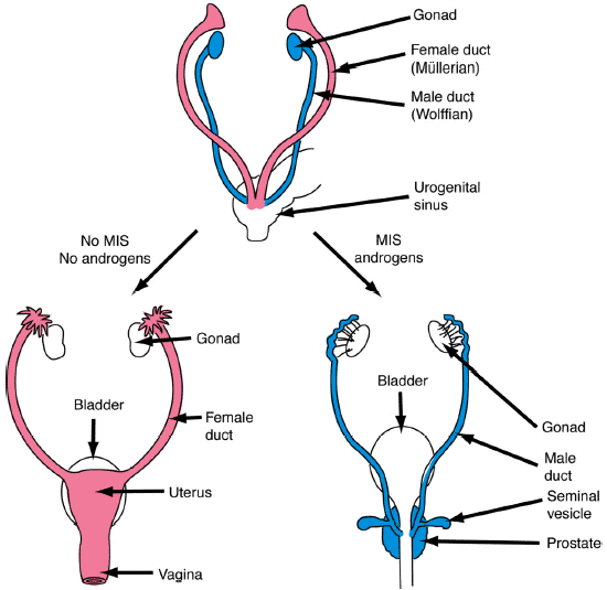 Development of müllerian duct into female and male structures (source) 