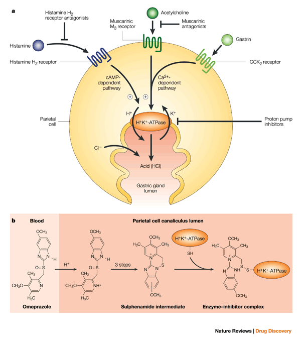 Mechanism of action of proton pump inhibitors like omeprazole (source) 