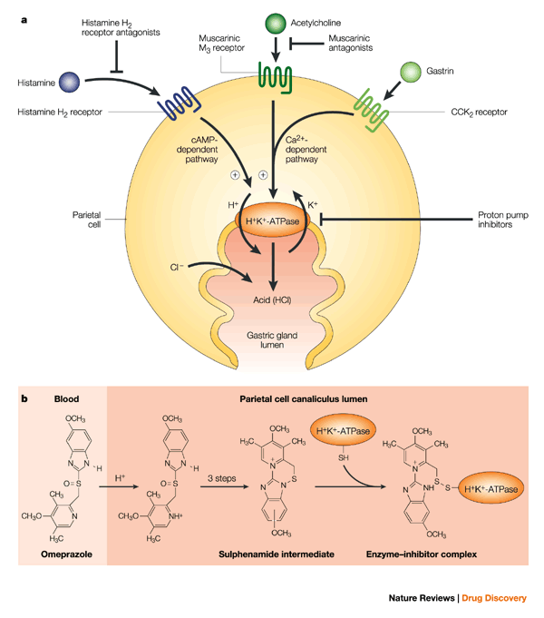 Mechanism of action of proton pump inhibitors like omeprazole (source)