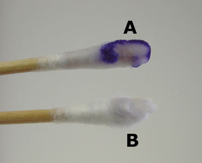 Visual appearance of one form of the oxidase test. A displays an oxidase positive bacteria, and B is the oxidase negative (source)