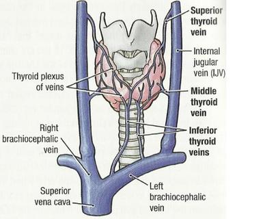 Venous drainage of the thyroid (source) 