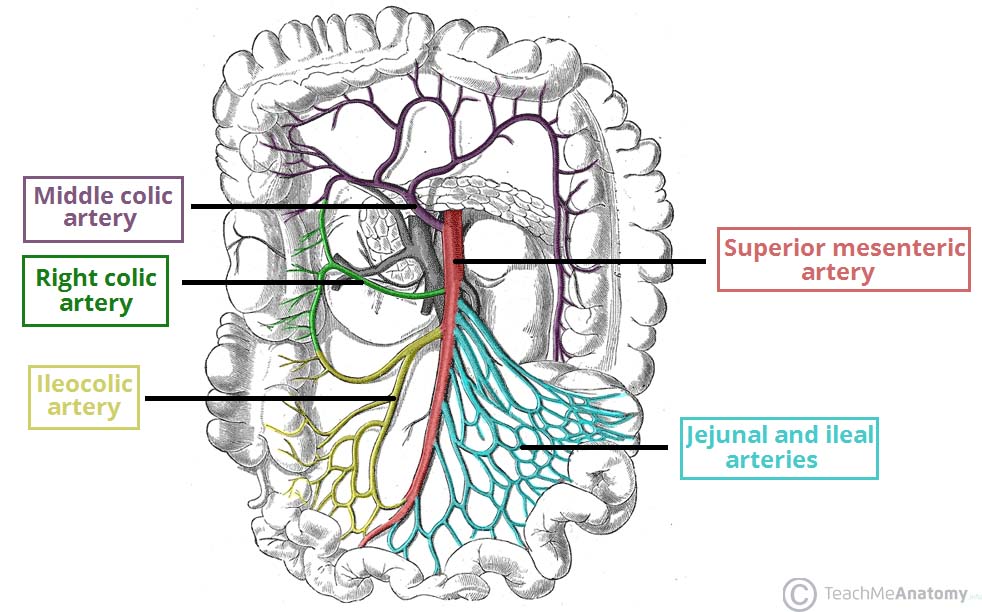 The superior mesenteric artery, and its important branches (source)