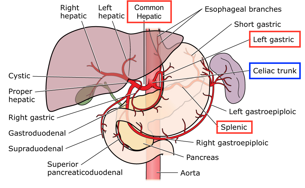 Anatomy and major branches of the coeliac artery (source)