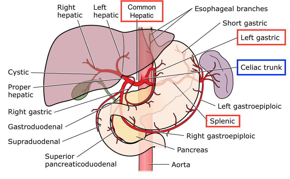 Celiac Artery - Stepwards