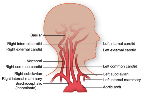Important arteries of the neck (source) 