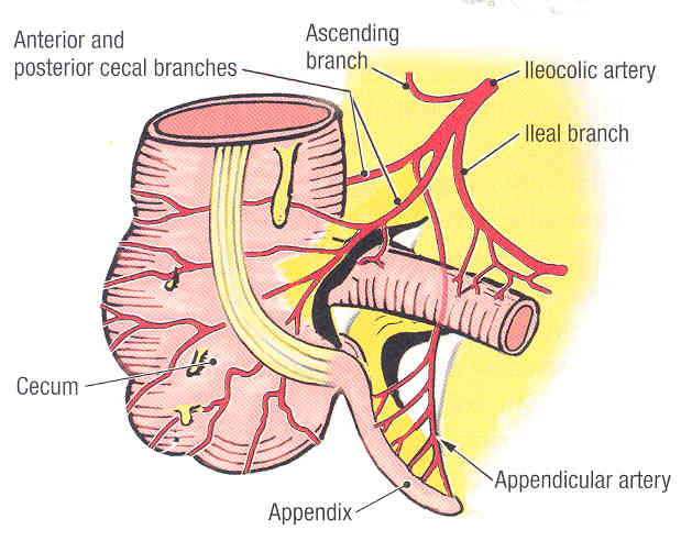 Location of the appendicular artery (source)