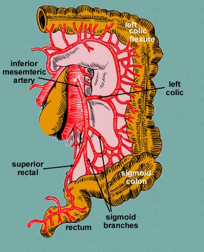 Anatomy of the inferior mesenteric artery (source)