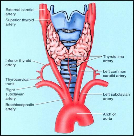 Arterial supply to the thyroid (source) 