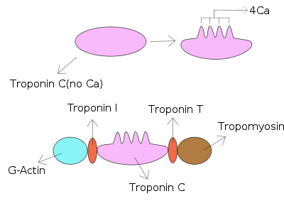 Troponin I is a cardiac enzyme that serves to inhibit contraction of cariomyocites through its interaction with other enzymes (source) 