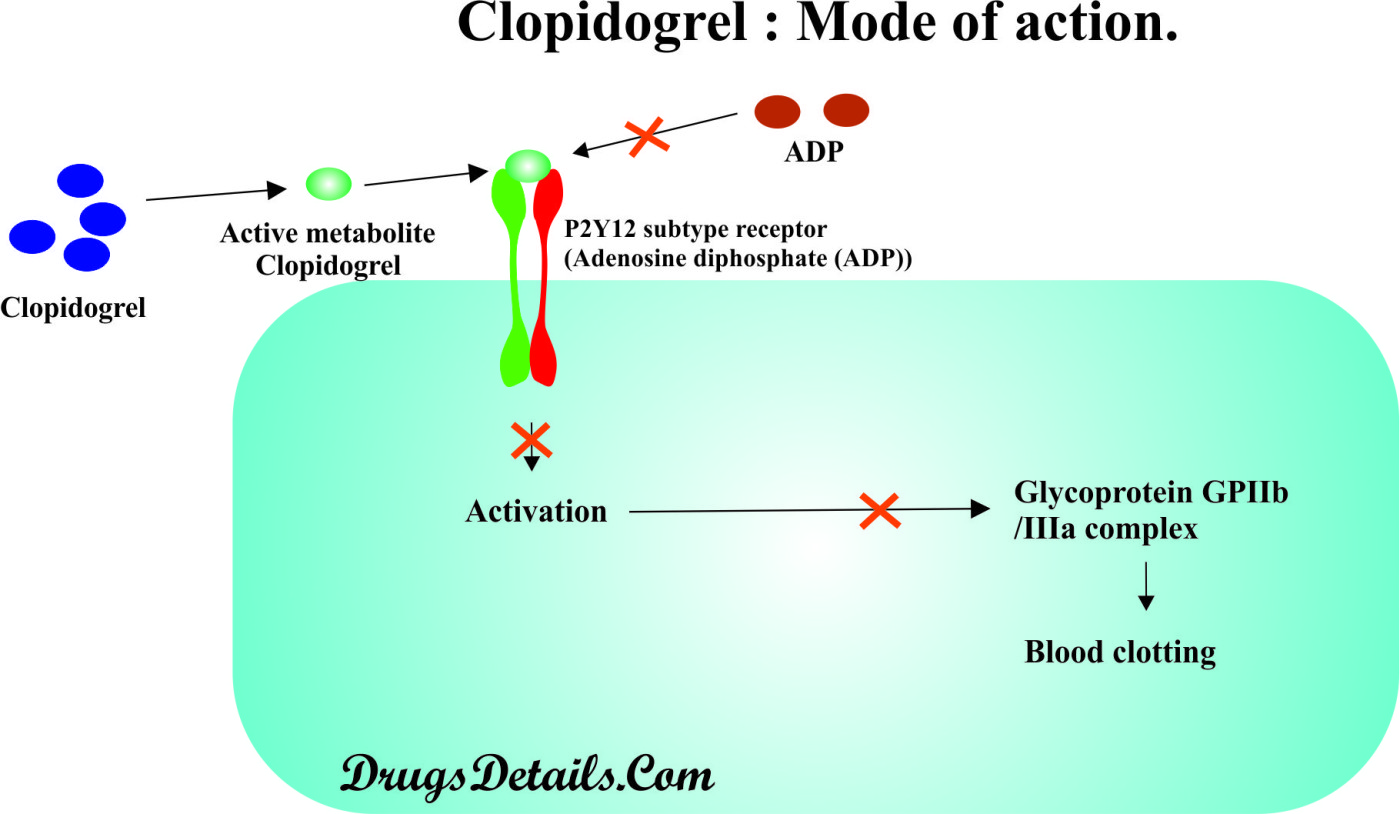 Clopidogrel mechanism of action (source) 