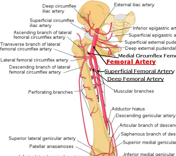 femoral artery
