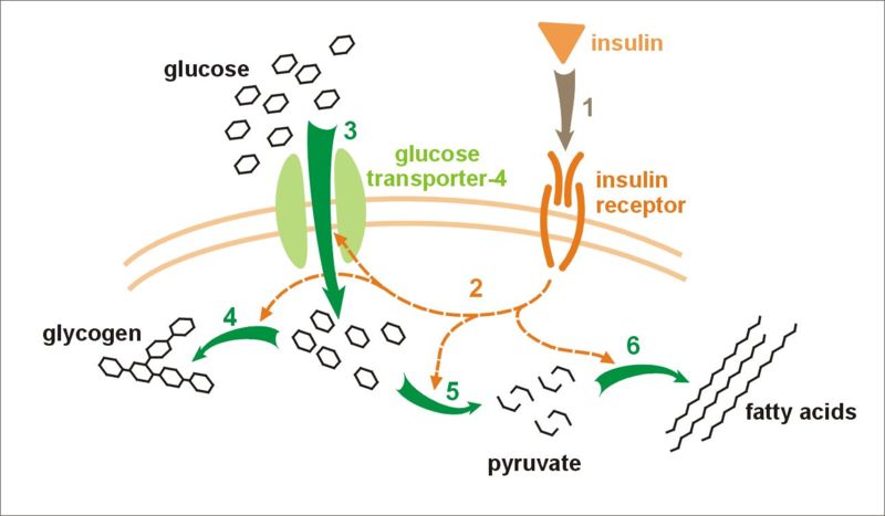 General mechanism of action of insulin (source) 