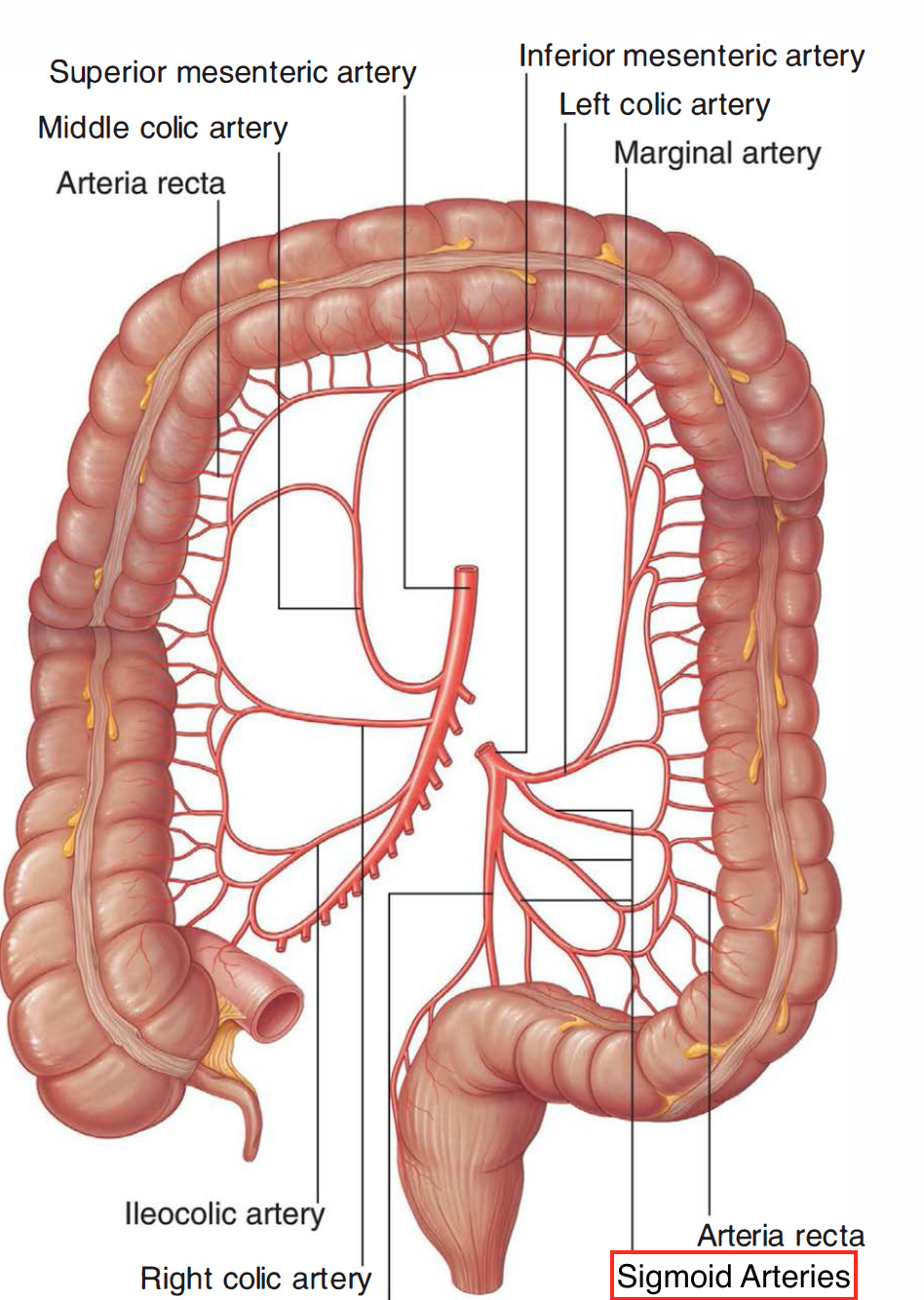 Anatomical location of the sigmoid arteries (source)
