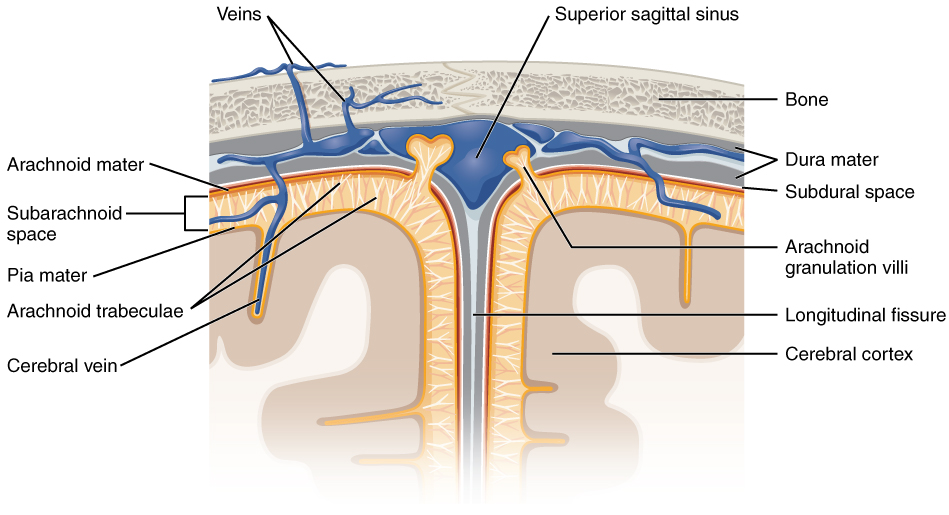 Anatomy of meningeal layers of the brain (source) 