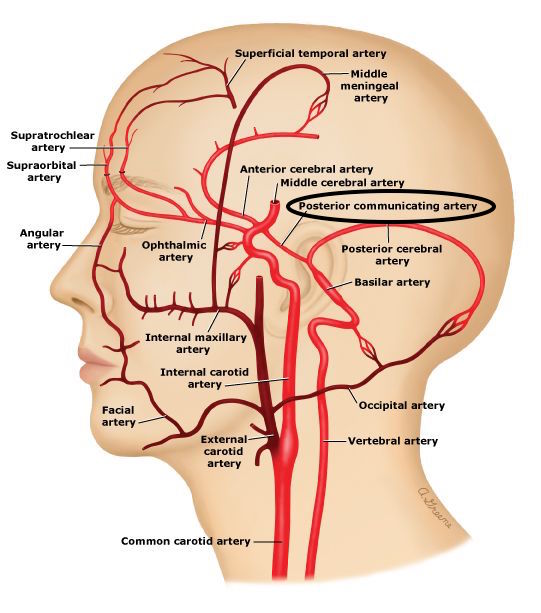 Anatomical location of the posterior communicating artery (source) 