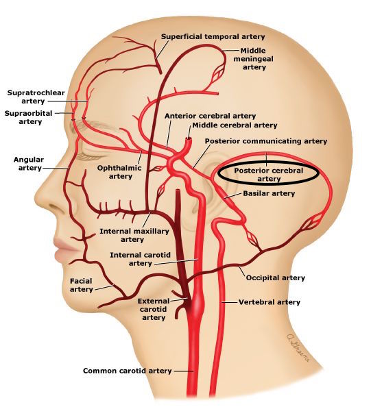 Anatomical location of the PCA (source) 