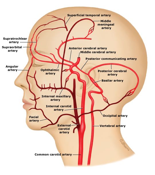 Anatomical location of the external carotid artery (source) 