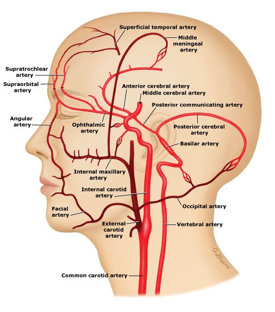 Anatomical location of the external carotid artery (source)