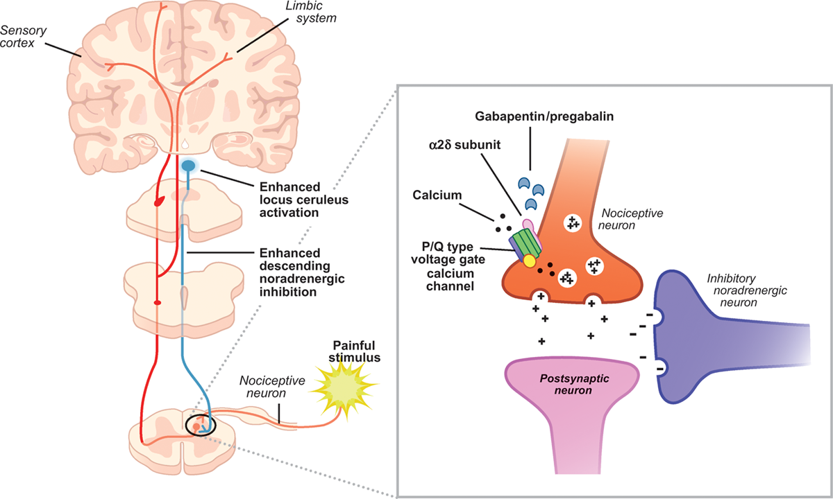 Gabapentin mechanism of action. Inhibition of calcium channels will antagonize neural signaling and decrease impact of painful stimuli on the body (source) 