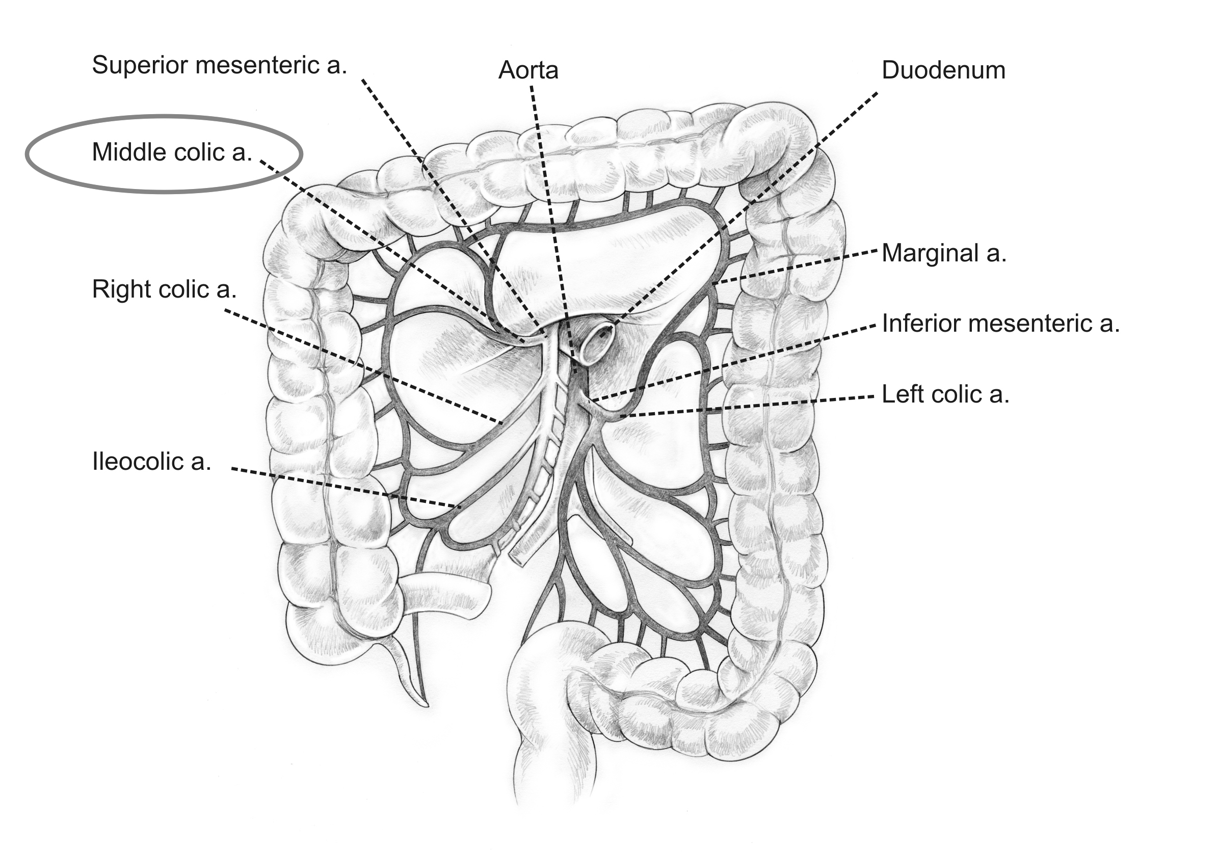 Anatomical location of the middle colic artery (source) 