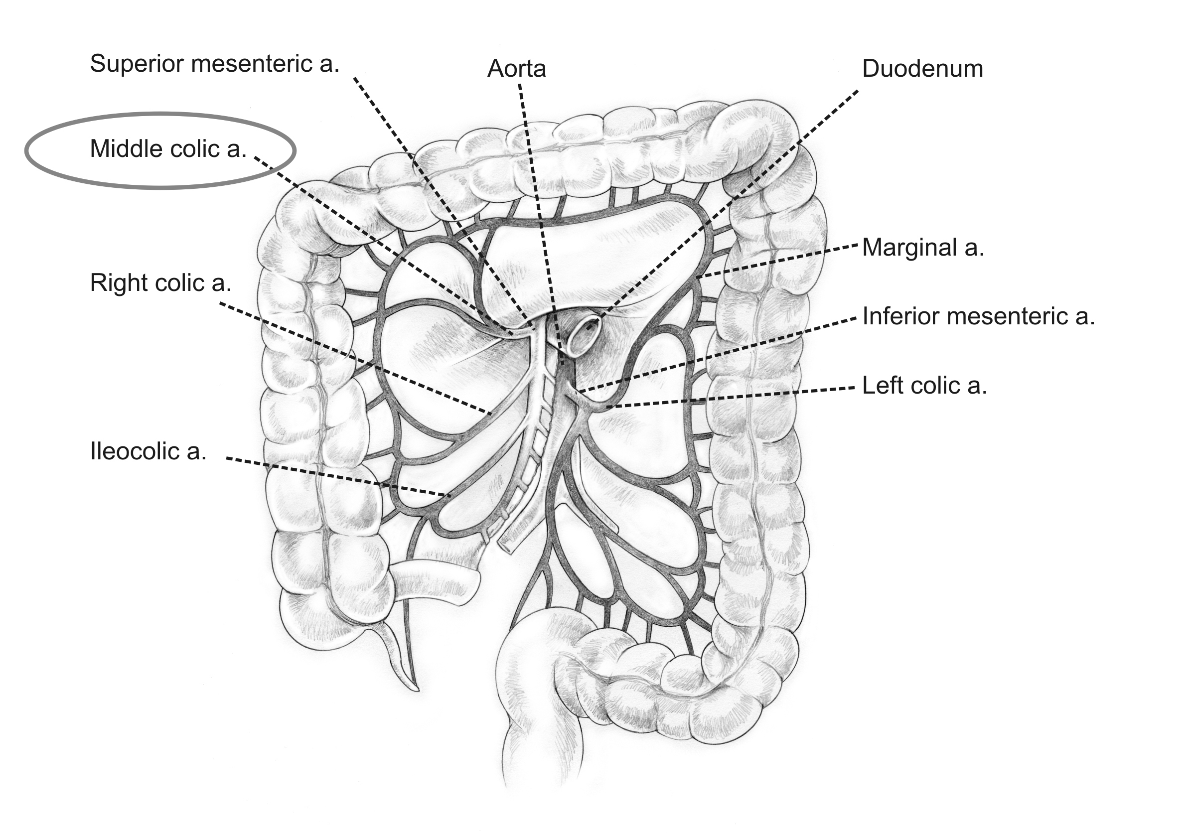 Anatomical location of the middle colic artery (source)