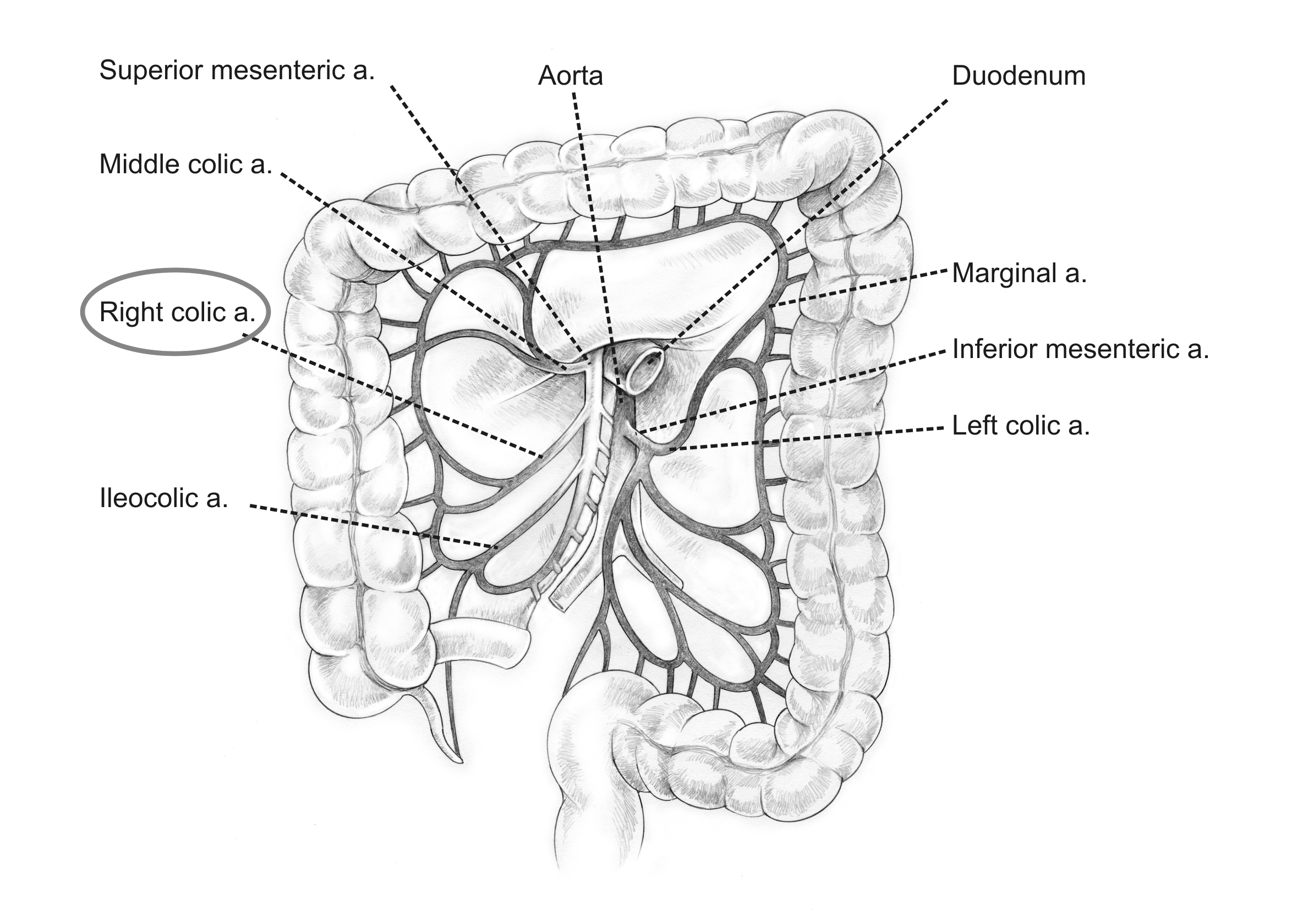 Anatomical location of the right colic artery (source)