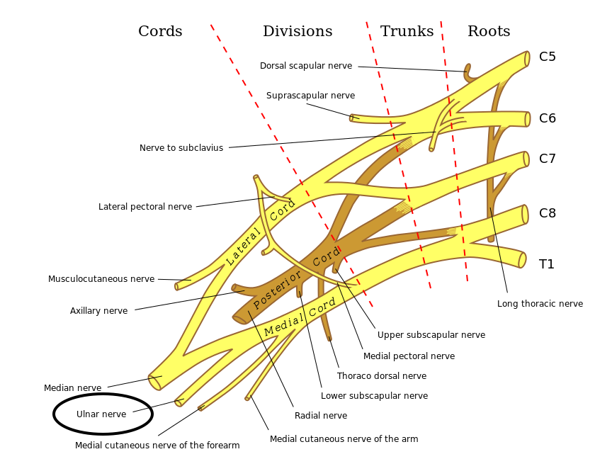 The ulnar nerve is a component of the brachial plexus (source)