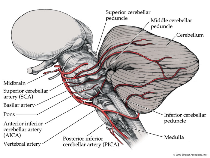 Anatomical location of the PICA artery (source) 