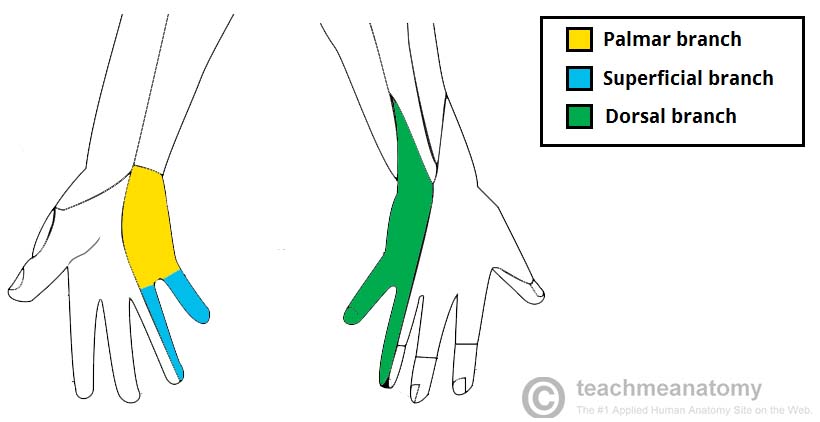 Sensory regions innervated by different branches of the ulnar nerve (source)
