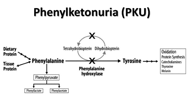 Basic mechanism of PKU (source) 