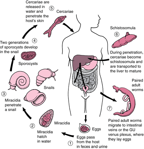 Spread of the schisto parasite within the human host (source) 