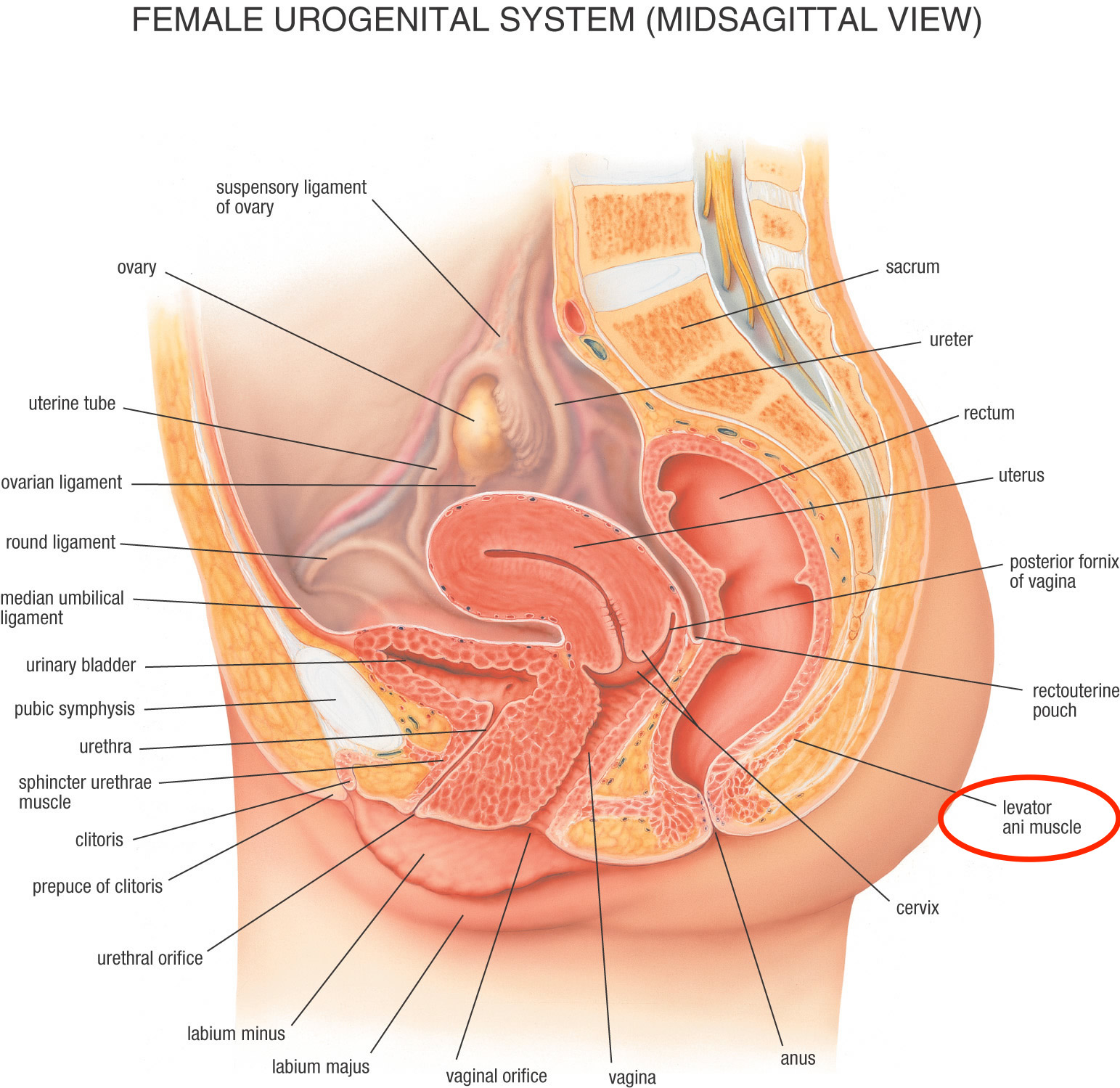 Anatomical location of the levator ani muscle in a female (source) 