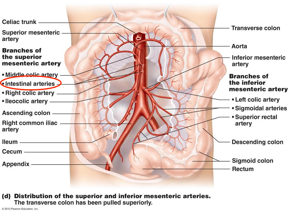Anatomical location of the intestinal arteries (source)