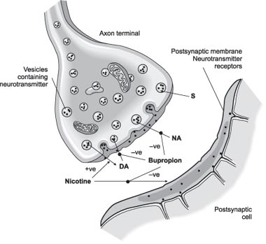 Mechanism of action of Bupropion showing inhibition of processes within the synaptic cleft (source). 