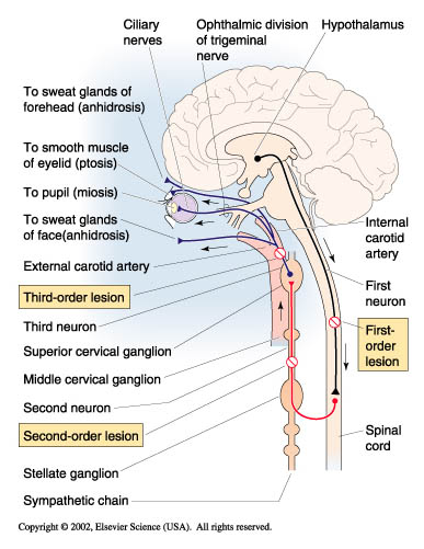 Sympathetic neural pathway to the eye. It begins in the hypothalamus, synapses in the spinal cord, leaves at the level of T1, synapses and then synapses in the superior cervical ganglion (source). 