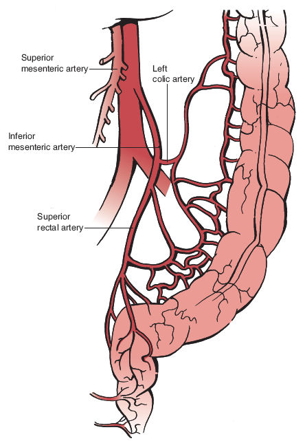 Anatomical location of the superior rectal artery (source)