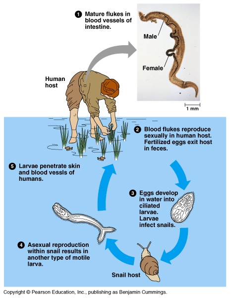 The life cycle of this parasite is outlined in the image above (source) 
