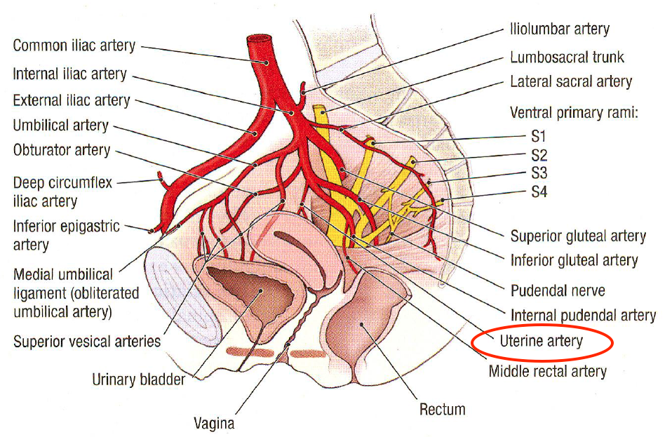 Anatomical location of the uterine artery (source) 