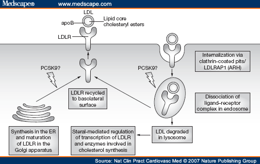 LDL receptor mechanism of action in clearing LDL from the blood (source) 