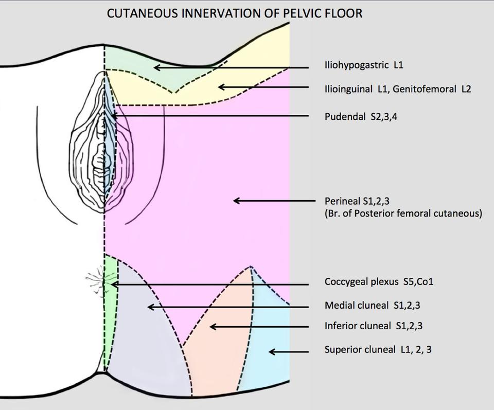 Pudendal Nerve - Stepwards